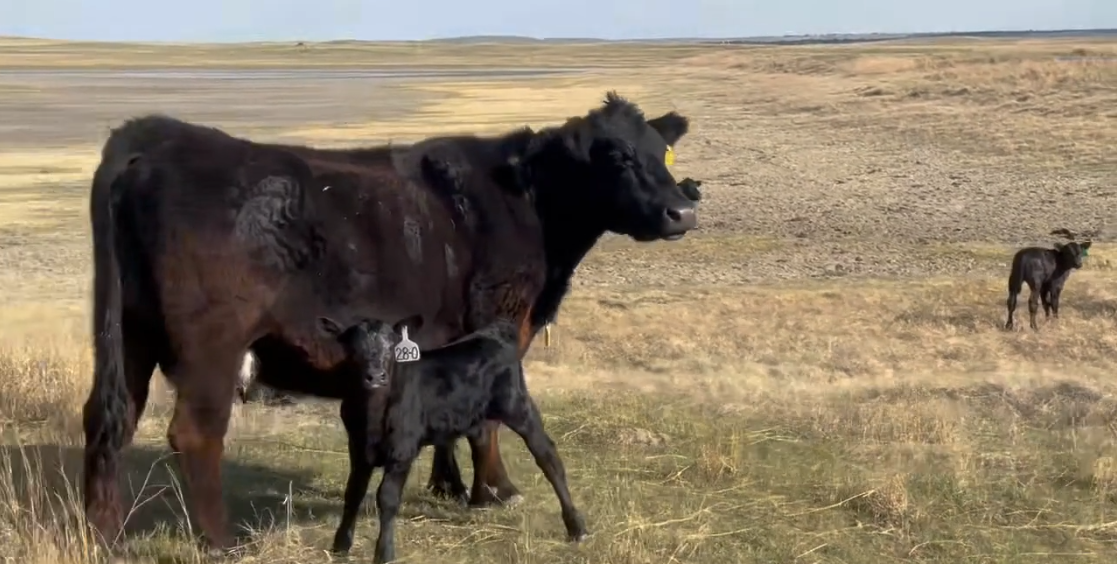 30 fancy home raised black pairs CP515B5